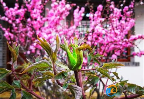 花枝招展意思|花枝招展的意思是什么